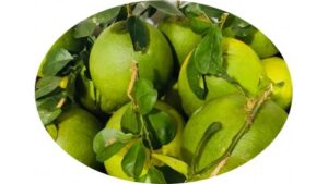 Pomelos aus Vietnam . Bưởi da xanh