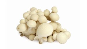 White Mushroom /weisse Pilze Shimaiji 150g